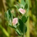 Spanish Clover - Photo (c) Jim Frisinger, some rights reserved (CC BY-NC), uploaded by Jim Frisinger