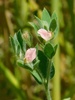 Spanish Clover - Photo (c) Jim Frisinger, some rights reserved (CC BY-NC), uploaded by Jim Frisinger