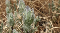Chloropyron molle hispidum