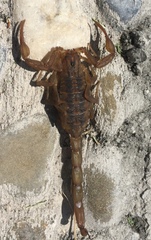 Centruroides limpidus