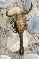 Centruroides limpidus