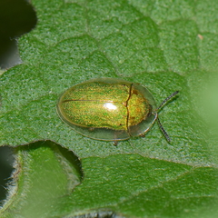 Enagria ovata