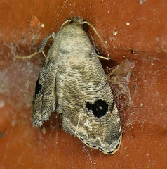 Abablemma duomaculata