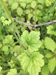 Tellima