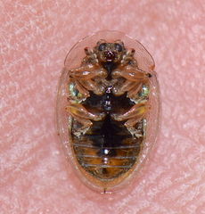 Enagria ovata