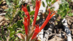 Monardella macrantha macrantha