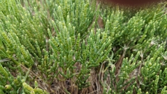 Arthroceras subterminale