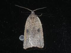 Meritastis polygraphana