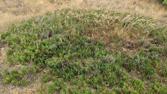 Arthroceras subterminale