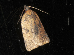 Meritastis polygraphana