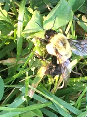 Bombus impatiens