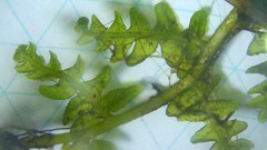 Thelypteris palustris pubescens