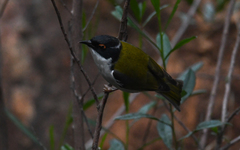 White-Naped Honeyeater photo 4