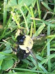 Bombus impatiens