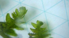 Thelypteris palustris pubescens