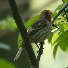 Haemorhous mexicanus