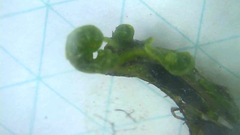 Thelypteris palustris pubescens