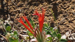 Monardella macrantha macrantha