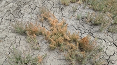 Cuscuta salina