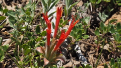 Monardella macrantha macrantha