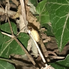 Lamprohiza mulsantii