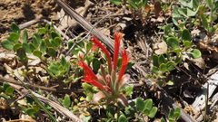 Monardella macrantha macrantha