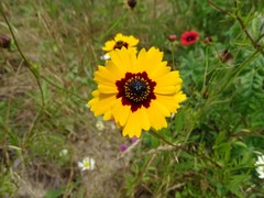 Coreopsis basalis