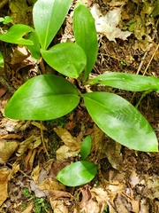 Clintonia