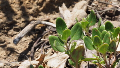 Monardella macrantha macrantha