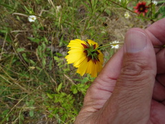 Coreopsis basalis