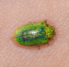 Enagria ovata