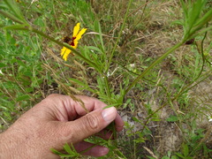 Coreopsis basalis