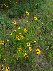 Coreopsis basalis