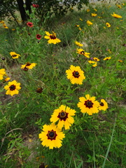 Coreopsis basalis