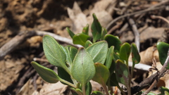 Monardella macrantha macrantha
