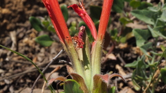 Monardella macrantha macrantha