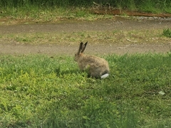 Lepus europaeus