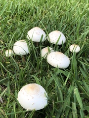 Chlorophyllum molybdites image