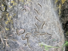 Thaumetopoea processionea