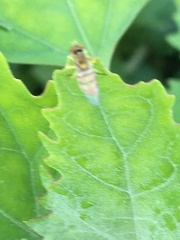 Toxomerus marginatus