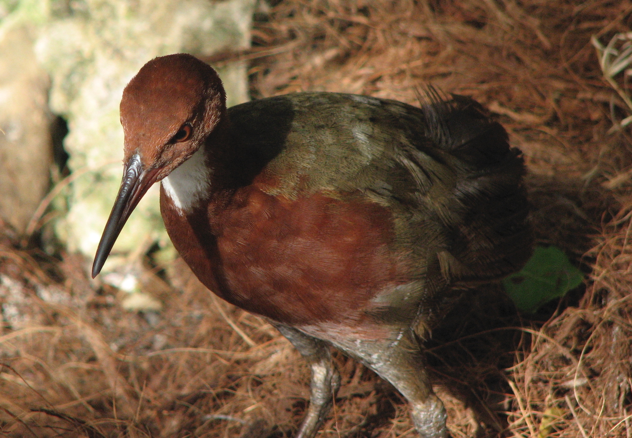 White-throated Rail illustration