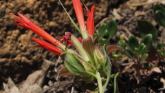 Monardella macrantha macrantha