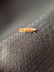 Argyresthia alternatella