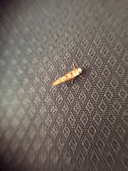 Argyresthia alternatella