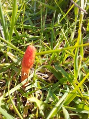 Phallus rubicundus