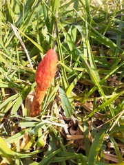 Phallus rubicundus