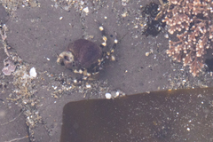 Pagurus hirsutiusculus