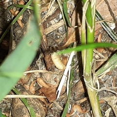 Lamprohiza mulsantii