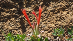 Monardella macrantha macrantha
