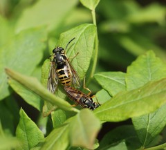 Temnostoma excentrica